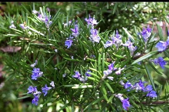 Tăng tuổi thọ nhờ cây hương thảo