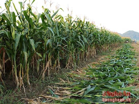 Trồng ngô sinh khối thu lãi 100 triệu đồng/ha