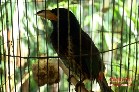 Chim 'cậu' - giống chim quý của người Mông xứ Nghệ