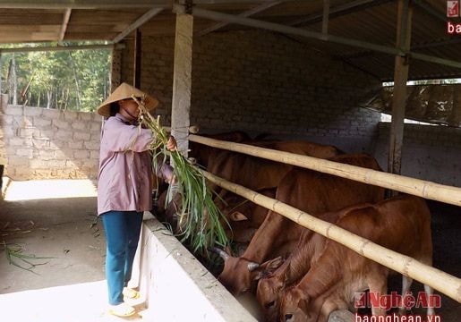 Ngân hàng bò vàng Quỳ Hợp: Sau 2 năm tăng thêm 76 con