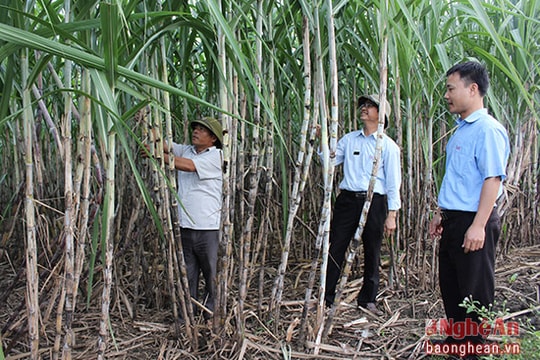 Mía Thái Lan ở Tân Kỳ đạt năng suất 100 tấn/ha