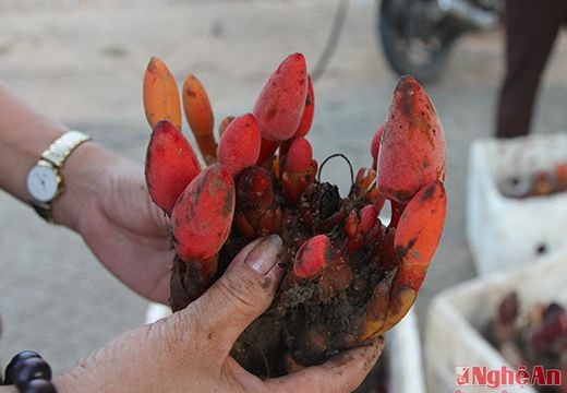 Nấm ngọc cẩu, mật ong rừng, măng đắng ở Quế Phong