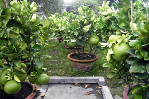 2 triệu đồng một chậu bưởi cảnh đón Tết