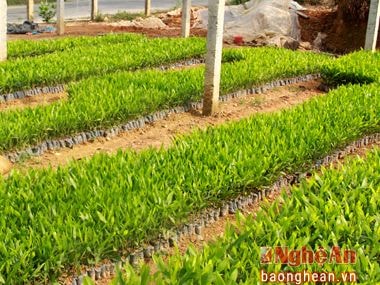 Hàng chục triệu giống cây lâm nghiệp chưa thể kiểm soát về chất lượng