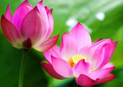 Rực rỡ 'quốc hoa' các nước trên thế giới