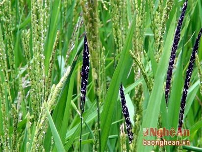 Lúa 'Khâu cầy nọi', đặc sản vùng biên xứ Nghệ