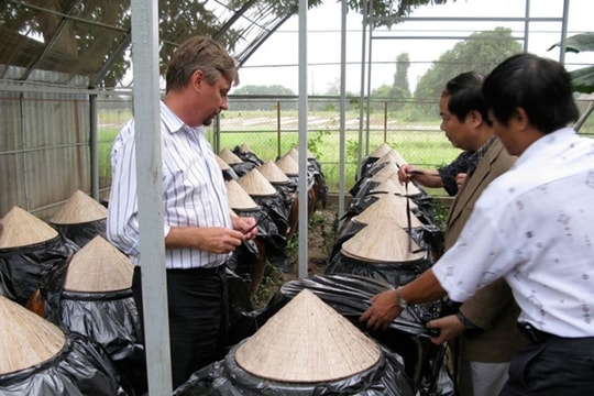 Việt Nam có 'vũ khí chiến lược' chống Zika và sốt xuất huyết?