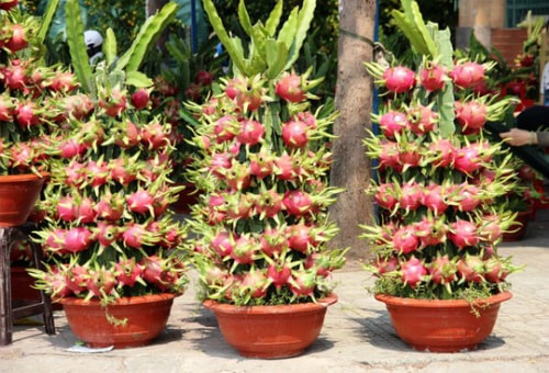 Những chậu cảnh 'hàng độc' cho Tết Đinh Dậu