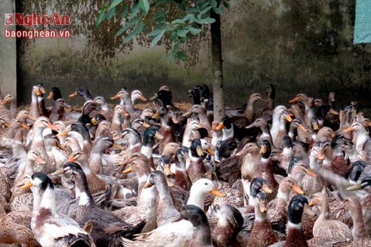 Vịt bầu Qùy tìm kiếm đầu ra ổn định