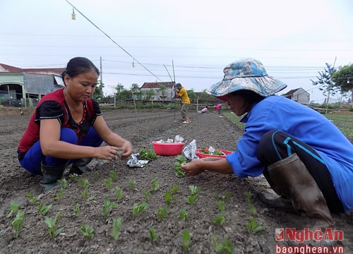 Làng hoa Bảo An vào vụ Tết