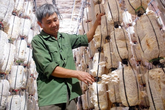 Yên Thành: Hơn 13.000 hộ nông dân sản xuất kinh doanh giỏi