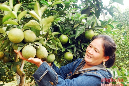 Đồng bào dân tộc Thái 'tập' trồng cam