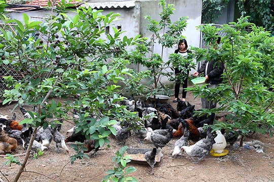 Chăn nuôi bằng đệm lót sinh học thu nhập cao