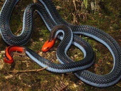 Tác dụng không ngờ của nọc độc loài rắn siêu sát thủ