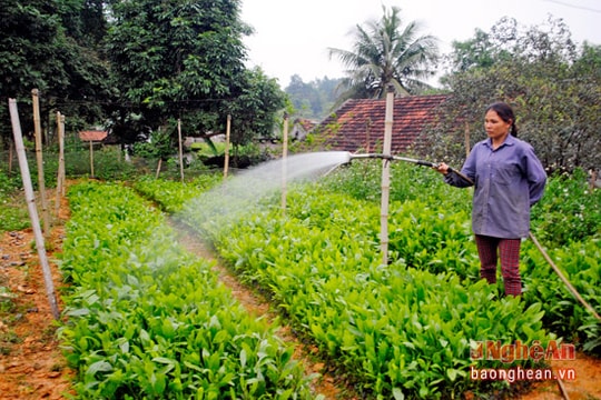 Cảnh báo tình trạng sản xuất giống cây lâm nghiệp không giấy phép