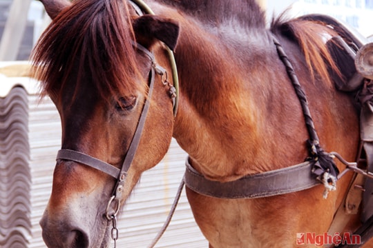 Độc đáo ngựa thồ phố Giát