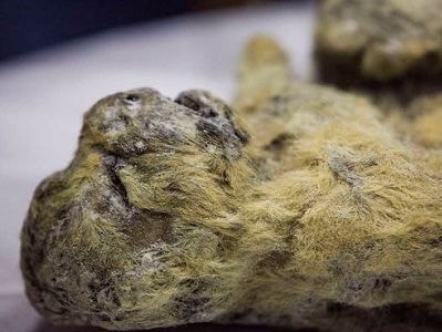 Xác sư tử nguyên vẹn sau 30.000 năm vùi dưới băng