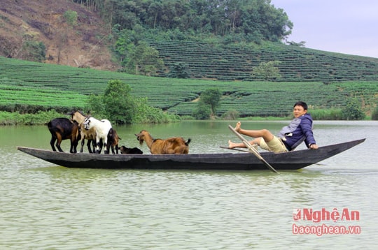 Thú vị: Dê đi thuyền ra đảo chè