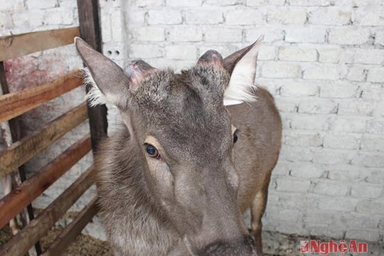 Thu  hàng trăm triệu từ nuôi nai bán nhung