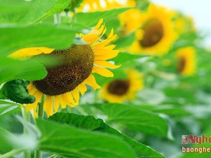Chờ thêm một mùa hoa hướng dương