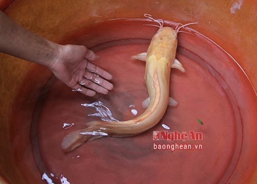 Bất ngờ câu được cá trê vàng nghi là loài quý hiếm nhất thế giới