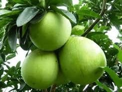 Bưởi chữa tiểu đường, viêm loét dạ dày