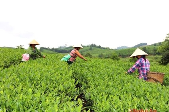 Anh Sơn  phát triển công nghiệp sạch