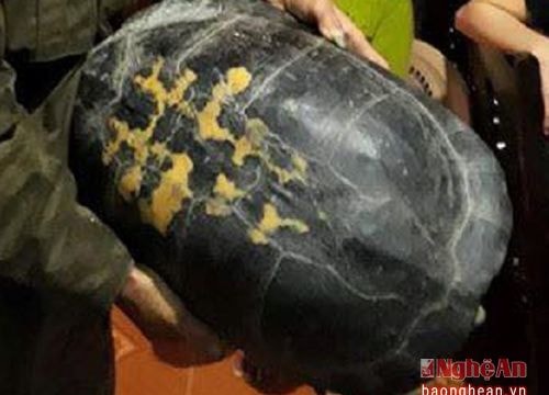 Cụ rùa 16kg lại bò vào nhà dân