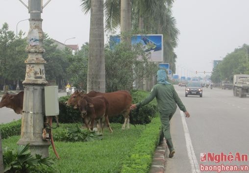Chăn trâu, bò trên đại lộ đẹp nhất Nghệ An