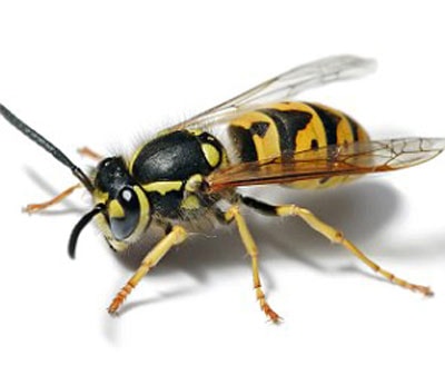 Mắc bệnh tim, bị ong vò vẽ đốt tử vong