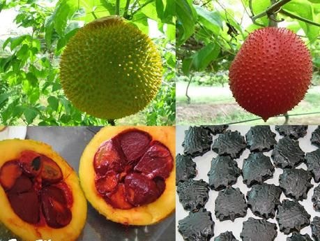 Gấc: món ngon, thuốc quý