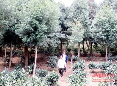 Triệu phú người Mông nơi rẻo cao