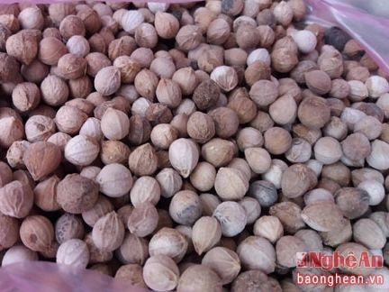 Chà Uốm, quả rừng thành đặc sản ở miền Tây xứ Nghệ