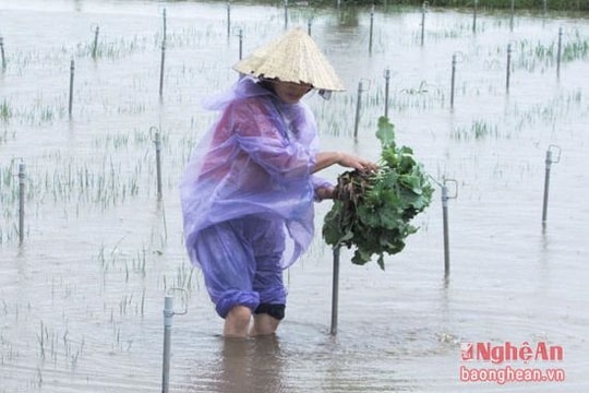Mưa to gây ngập hàng trăm ha rau màu vụ đông