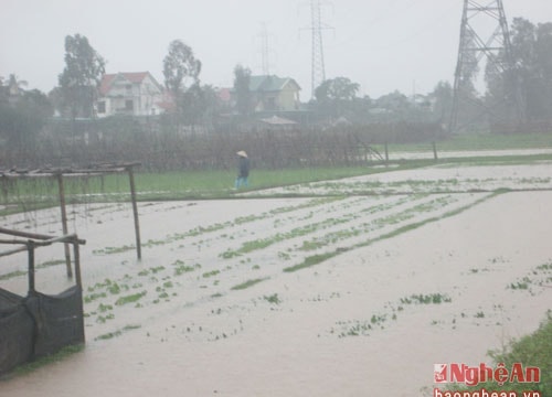 Mưa lớn kéo dài, người dân khẩn trương bơm nước cứu hoa màu
