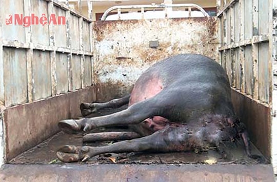 Thu giữ 290kg thịt trâu không rõ nguồn gốc