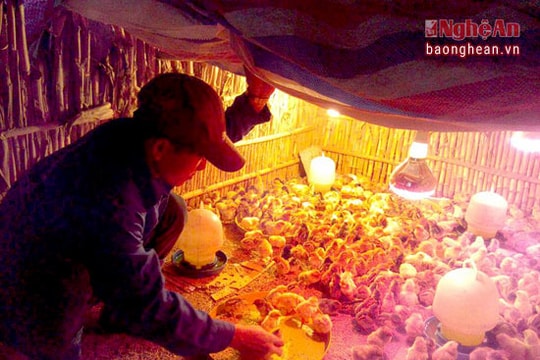 Kỹ sư công nghệ thực phẩm thu trăm triệu mỗi năm từ nuôi gà