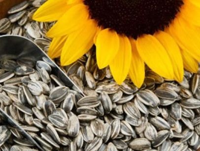 Hạt hướng dương thúc đẩy sức khỏe tim mạch