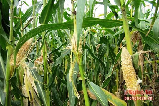 Nông dân gặp khó vì nạn chuột phá hại