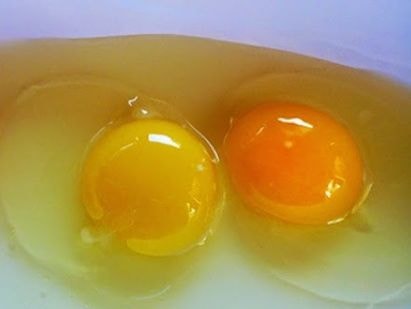 Màu sắc lòng đỏ trứng tiết lộ sức khỏe của gà mẹ