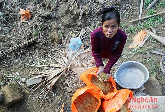 Quỳ Châu: Nguy cơ thiếu đói sau lũ quét