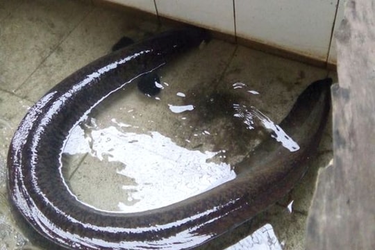 Nghệ An: Bắt được cá lệch 'khủng'