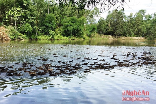 Nuôi vịt trời thu lãi cao ở Anh Sơn