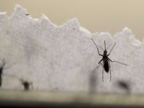 Sắp thử nghiệm điều trị virus Zika trên người