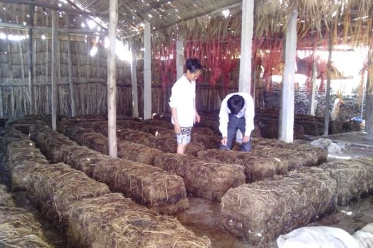 Đào tạo nghề cho lao động nông thôn gắn với thị trường