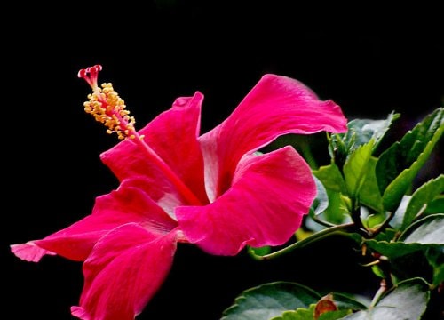 Hoa dâm bụt 'bảo vệ' mạch máu, trị huyết áp cao