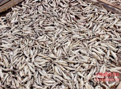 Cá cơm ở Nghệ An xuất khẩu thu hàng trăm tỷ đồng