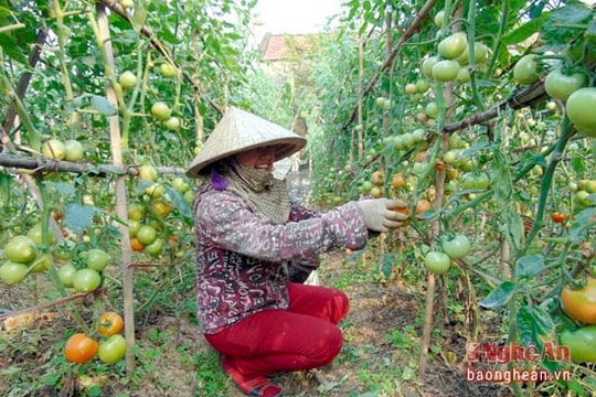 Chuyển đổi cơ cấu cây trồng ứng phó biến đổi khí hậu