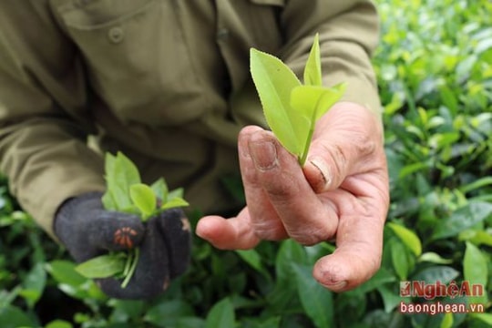 Nhộn nhịp mùa hái chè thuê ở Hùng Sơn