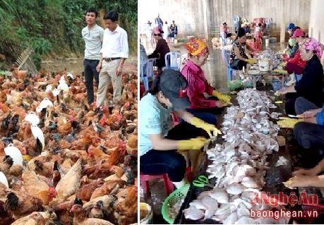 Chuẩn bị cá phi lê, gà sạch phục vụ tết